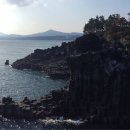 제주 강정동 담팔수(濟州 江汀洞 담팔수) 이미지