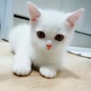 이쁜냥이 이미지