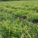 빛들마을 이미지