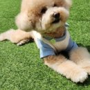 강아지놀이터 이미지