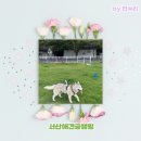 엄마 동생들 반려견 모두 만족한 천국 같은 서산애견글램핑 서산펫앤트리펜션