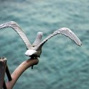 부산갈매기 이미지