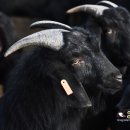 햇살 염소농장 이미지