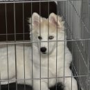 미견미묘 이미지