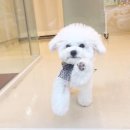 펫뷰티샵 페이보릿 이미지