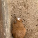 슬기농장 2 이미지