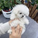 앙쥬펫 강아지분양 은평구점 이미지