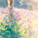 코스모스드림 이미지