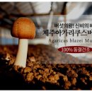 김상민아가리쿠스 이미지