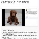 남편 강아지털 알레르기 때문에 분양합니다 이미지