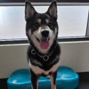 소노펫 스쿨 이미지