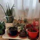 용궁다원 이미지