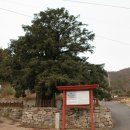 상만리 비자나무 이미지