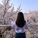 벚나무길 이미지