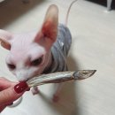 [동원 아르르] 반려묘 영양 만점 동결건조 간식_아르르 토이트릿 내돈내산 후기