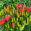 수국과안개꽃 카카오 검색결과