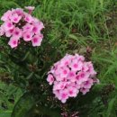 수국민박 이미지