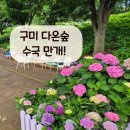 다온숲어린이집 | 구미 다온숲 수국 개화 현황, 아이와 가볼만한곳 포토존·주차 후기