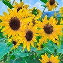 선애축산 네이버블로그