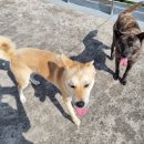 혼밥대왕신제주점 이미지