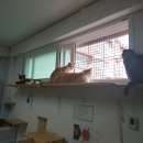 오늘도 댕댕이 이미지