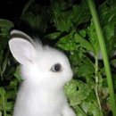 토끼랑 이미지