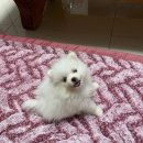 치료해주오 | 광명 동물병원 추천 <치료해주오 동물병원 광명점>