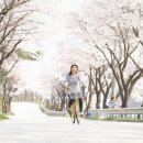 백운면 벚꽃길 이미지