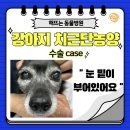 &lt;치근단농양 치료case&gt; : 해뜨는동물병원/외과전문/치과전문동물병원/진주강아지고양이치과/진주동물...