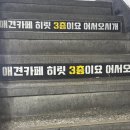 카페히릿 | 건대 애견카페 히릿 건대점│다양한 견종이 상주하는 애견카페!