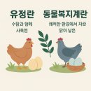 청계복지농장 | 청계알이란? 몸에 좋은 계란 효능부터 먹는법