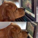 나은 강아지나라 이미지