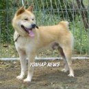 토종축산 이미지