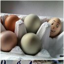 똘래또세탁소