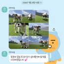 킹프림 애견샵 | 수성구애견샵 르펫메종 건물 전체가 반려견만을 위한 공간 시츄 데이케어 후기
