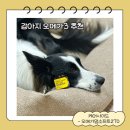 270-2020 | [오늘도 루시랑,] 반려동물의 필수 영양제! 기초 건강을 키우는, 케어사이드 오메가덤소프트270💪