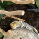 빵빵이분식 이미지