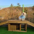 댕이멍이 이미지