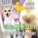 오늘도 아름답개 이미지