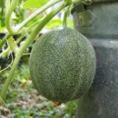 성환찰방 이미지