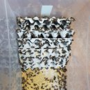 오룡농장 이미지