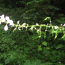 군위장곡자연휴양림 이미지