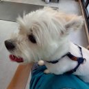 호텔스컴도그 화명점 이미지