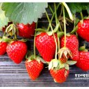 왕징농장 이미지