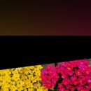 더. 예쁘다