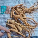 풍기한방삼계탕 | [후기] 다가오는 여름철 건강 보양식, 영주 인삼으로 건강을 챙기다! 초복에는 역시 삼계탕!