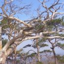 칠보산 등산로 이미지