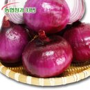 양파 이미지