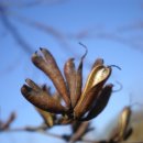 계수나무 이미지