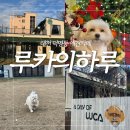 루카의하루 | 대전 덕명동 500평규모 애견운동장 포토존 애견카페 [루카의하루]